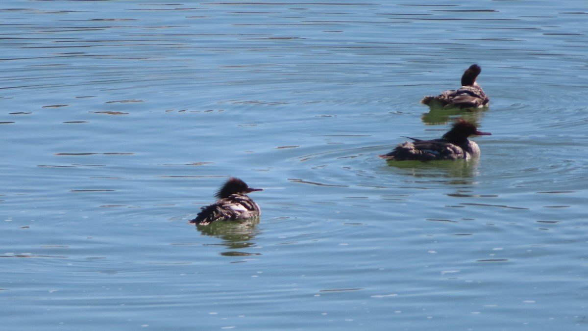 Common Merganser - ML540648001