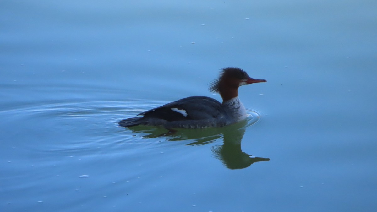 Common Merganser - ML540648021