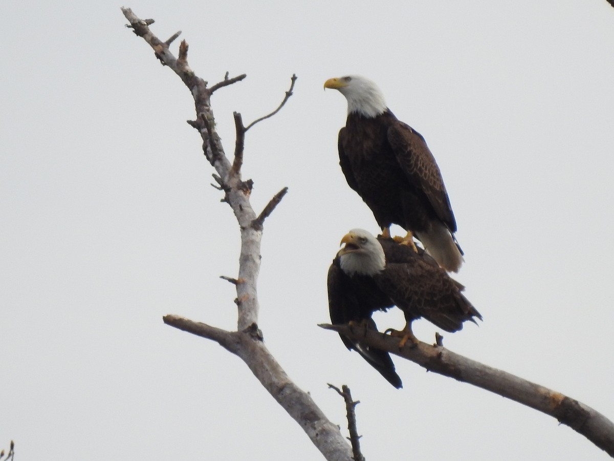 Bald Eagle - ML540648341