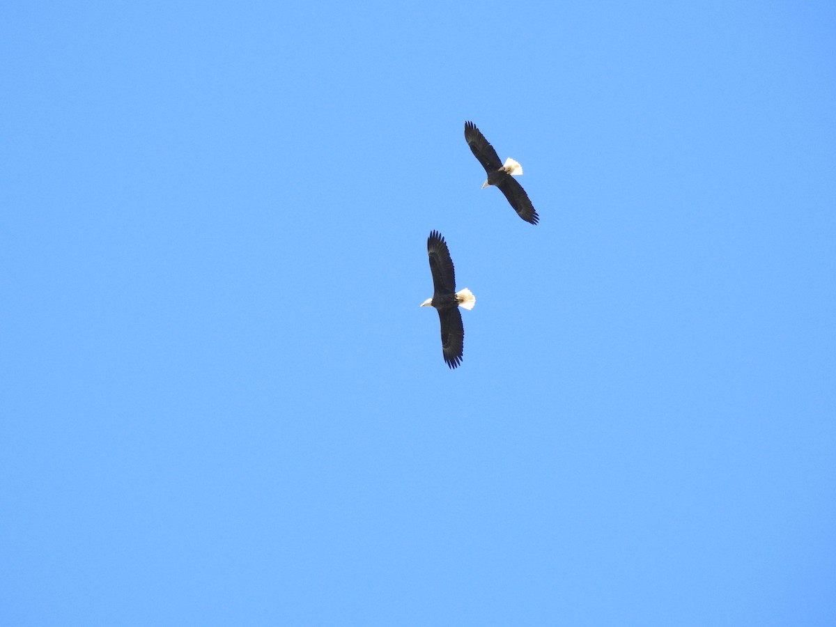 Bald Eagle - ML540648351
