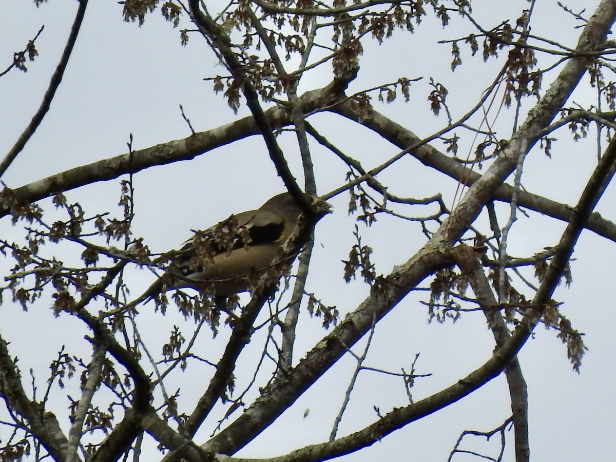 Evening Grosbeak - ML540648541