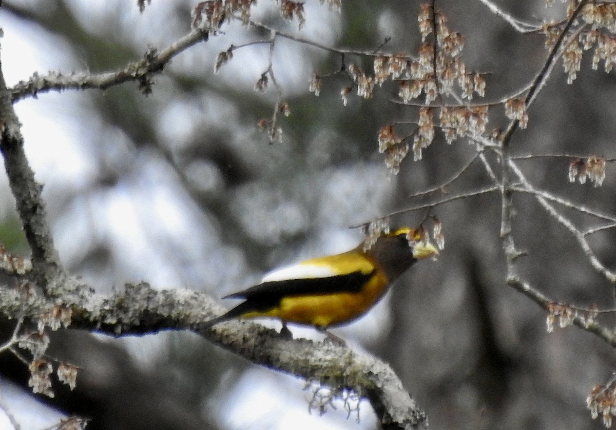 Evening Grosbeak - ML540648561