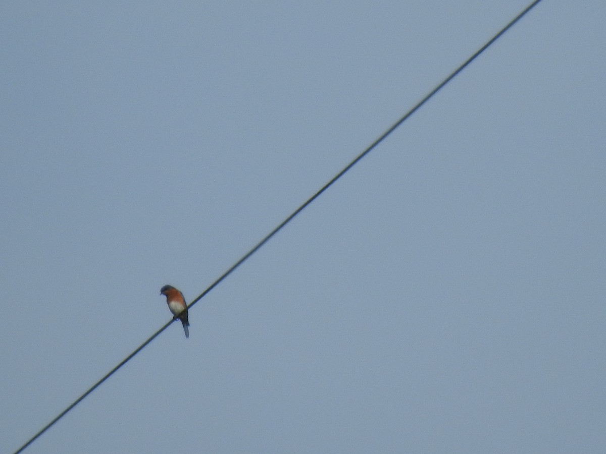 Eastern Bluebird (Eastern) - ML540648671