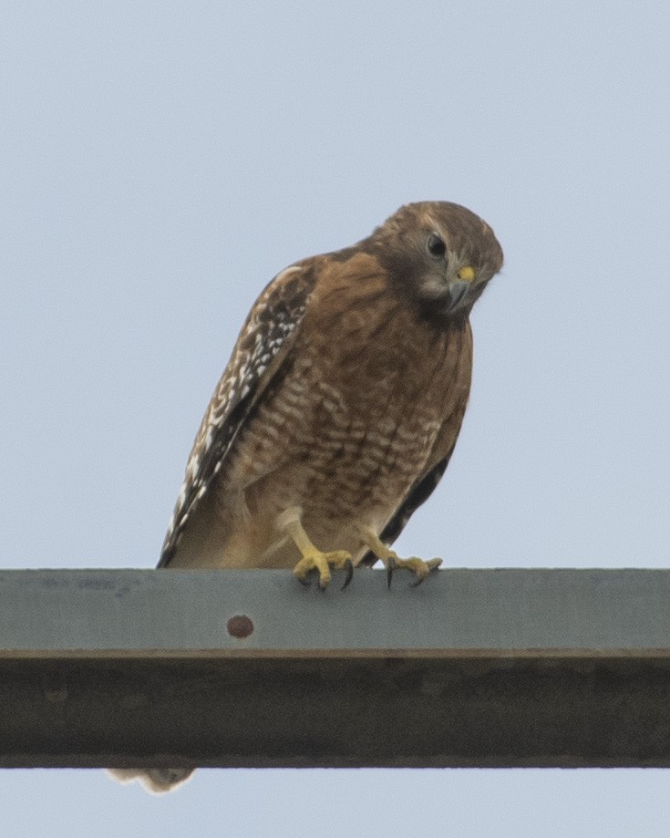 Red-shouldered Hawk - ML540648681