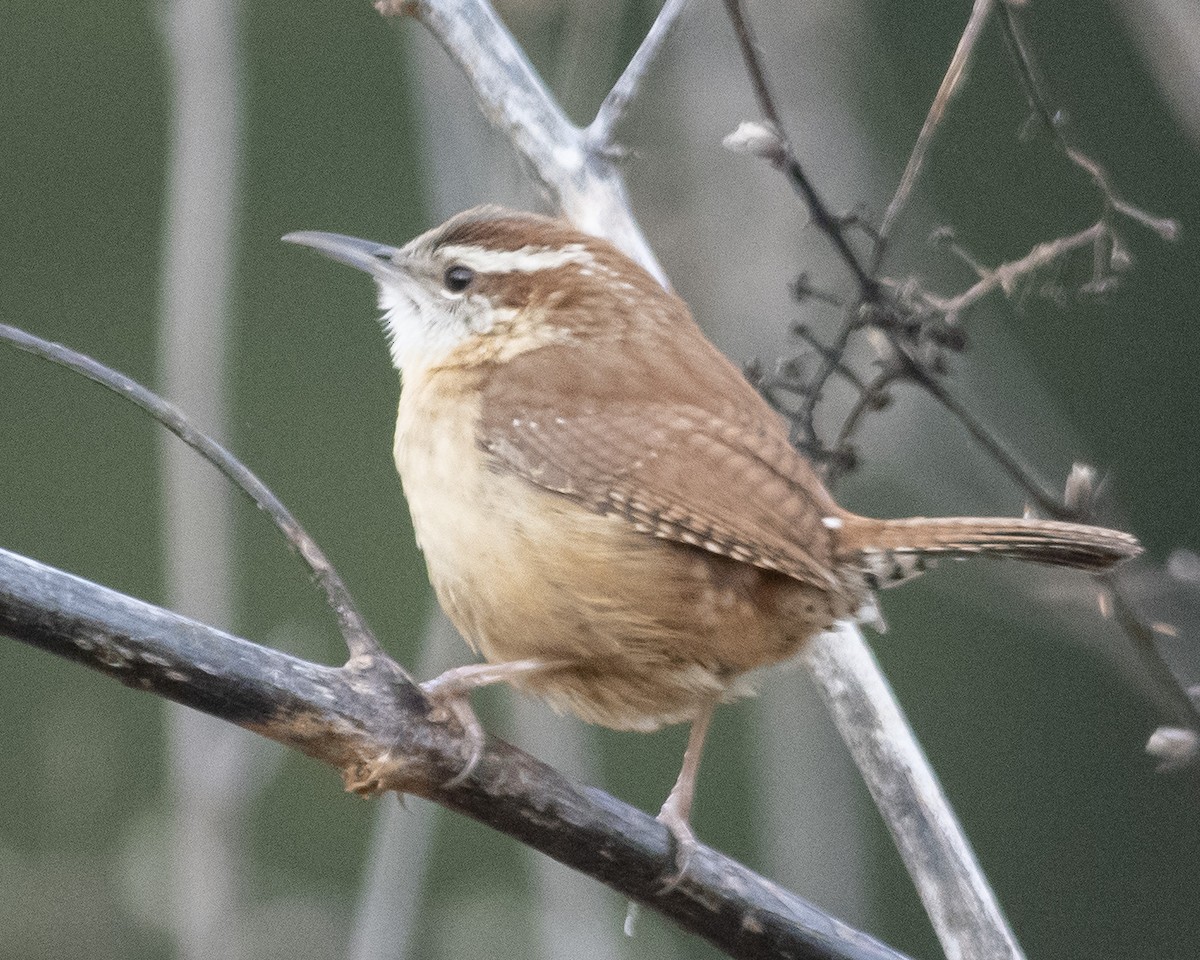 Carolina Wren - ML540648811