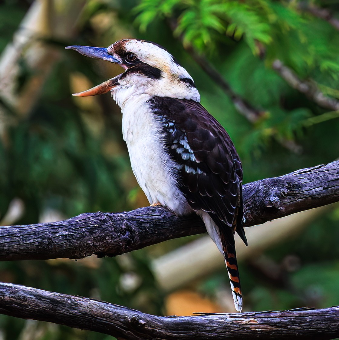 Laughing Kookaburra - ML540648831