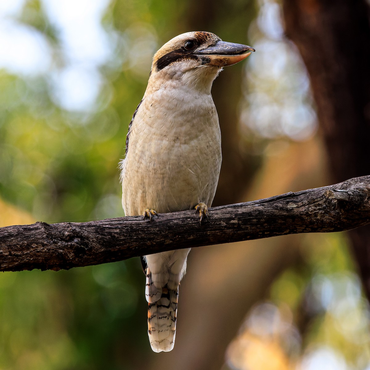 Laughing Kookaburra - ML540648841