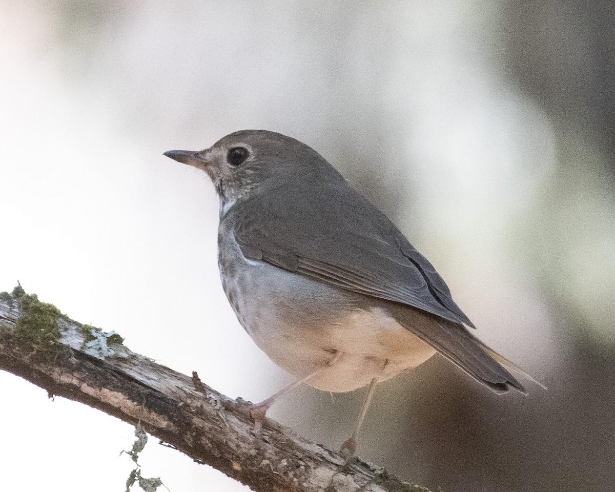 Hermit Thrush - ML540648871