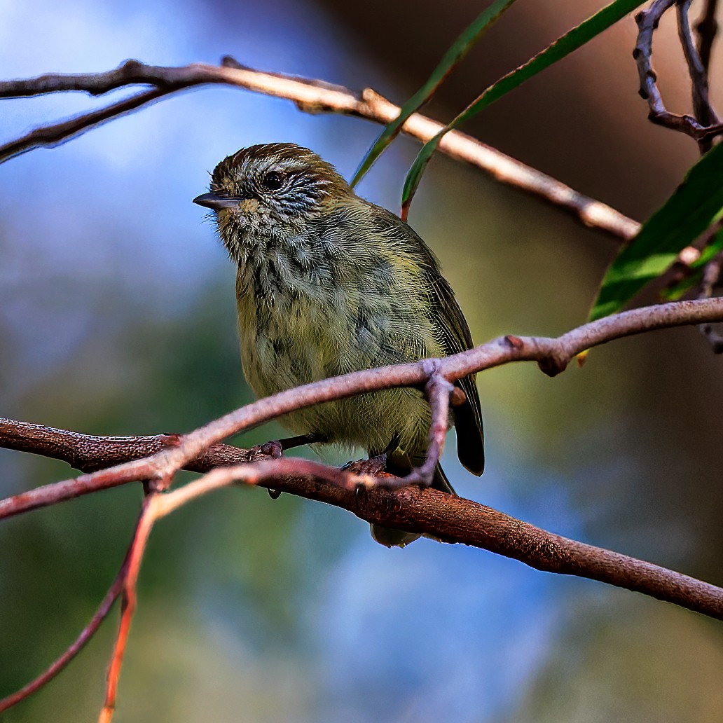 Striated Thornbill - ML540649001