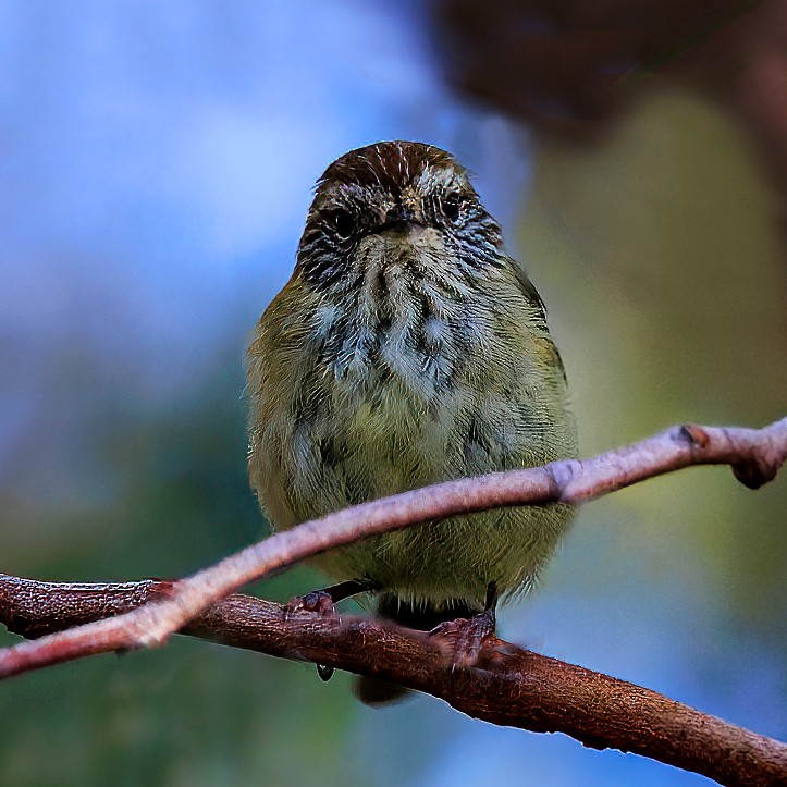 Striated Thornbill - ML540649011