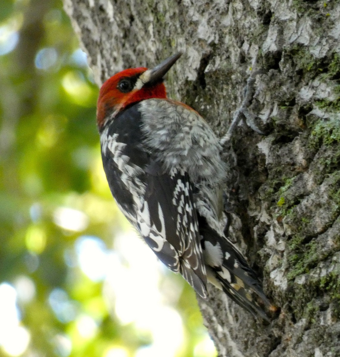 Red-breasted Sapsucker - Libby Patten