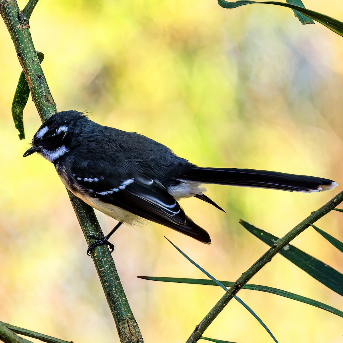 Gray Fantail - ML540649281