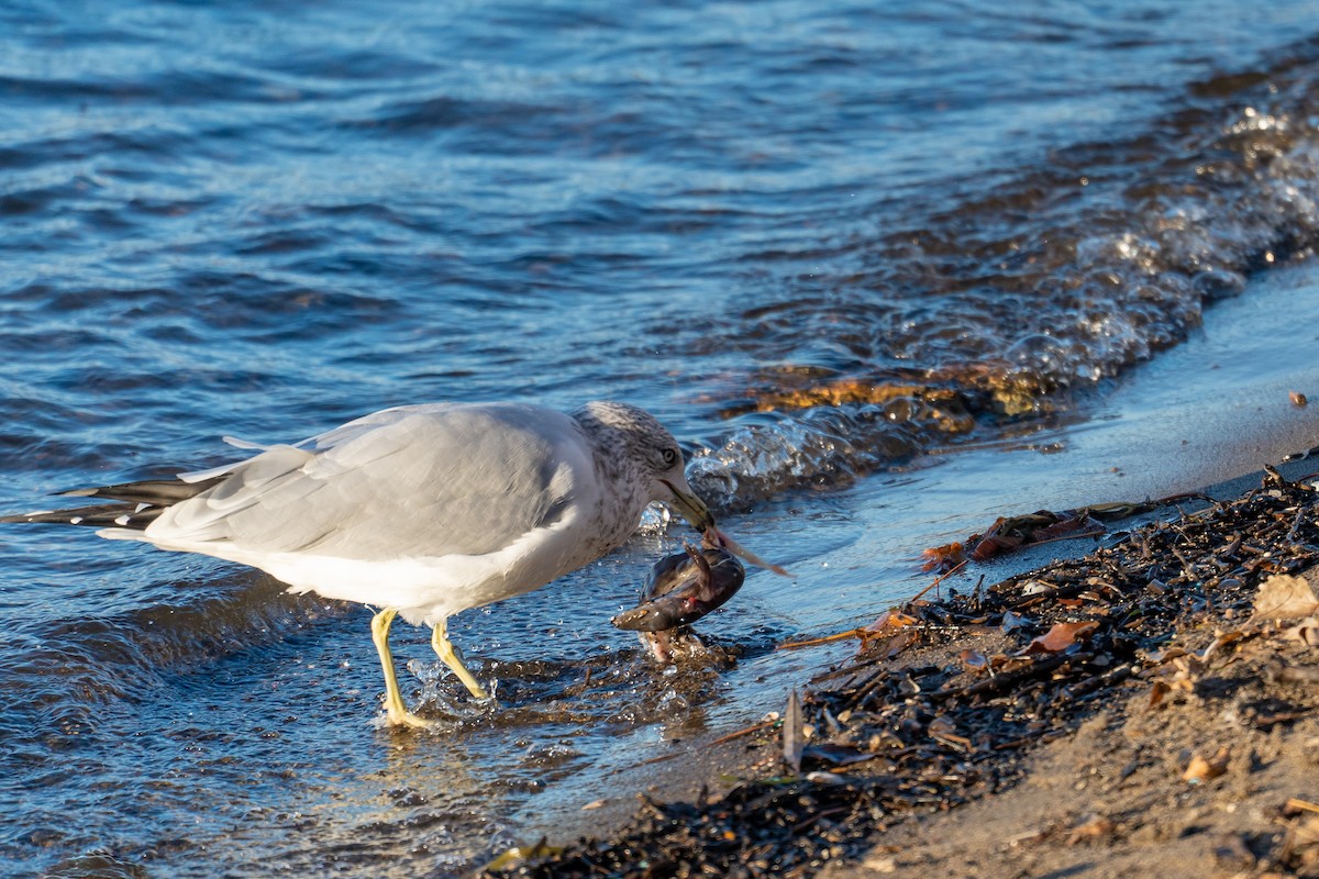 Ring-billed Gull - ML540650151