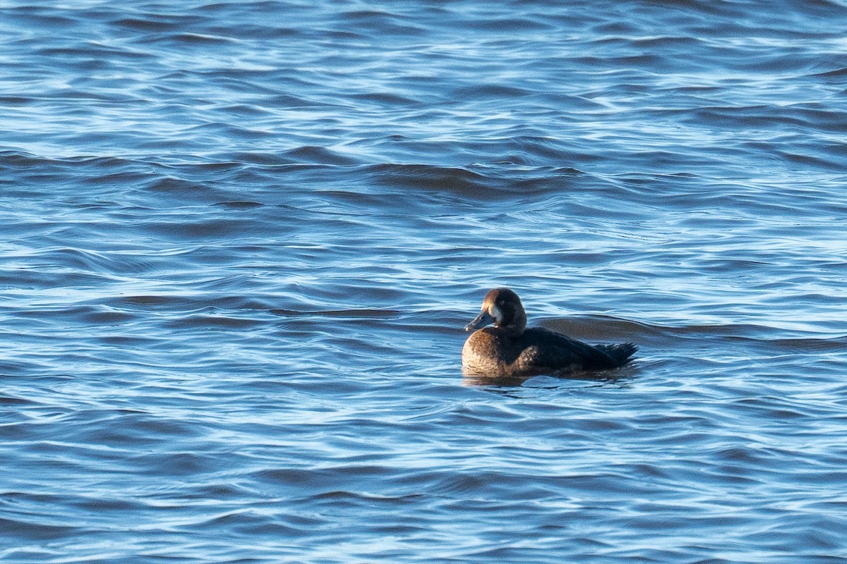 Greater Scaup - ML540650171