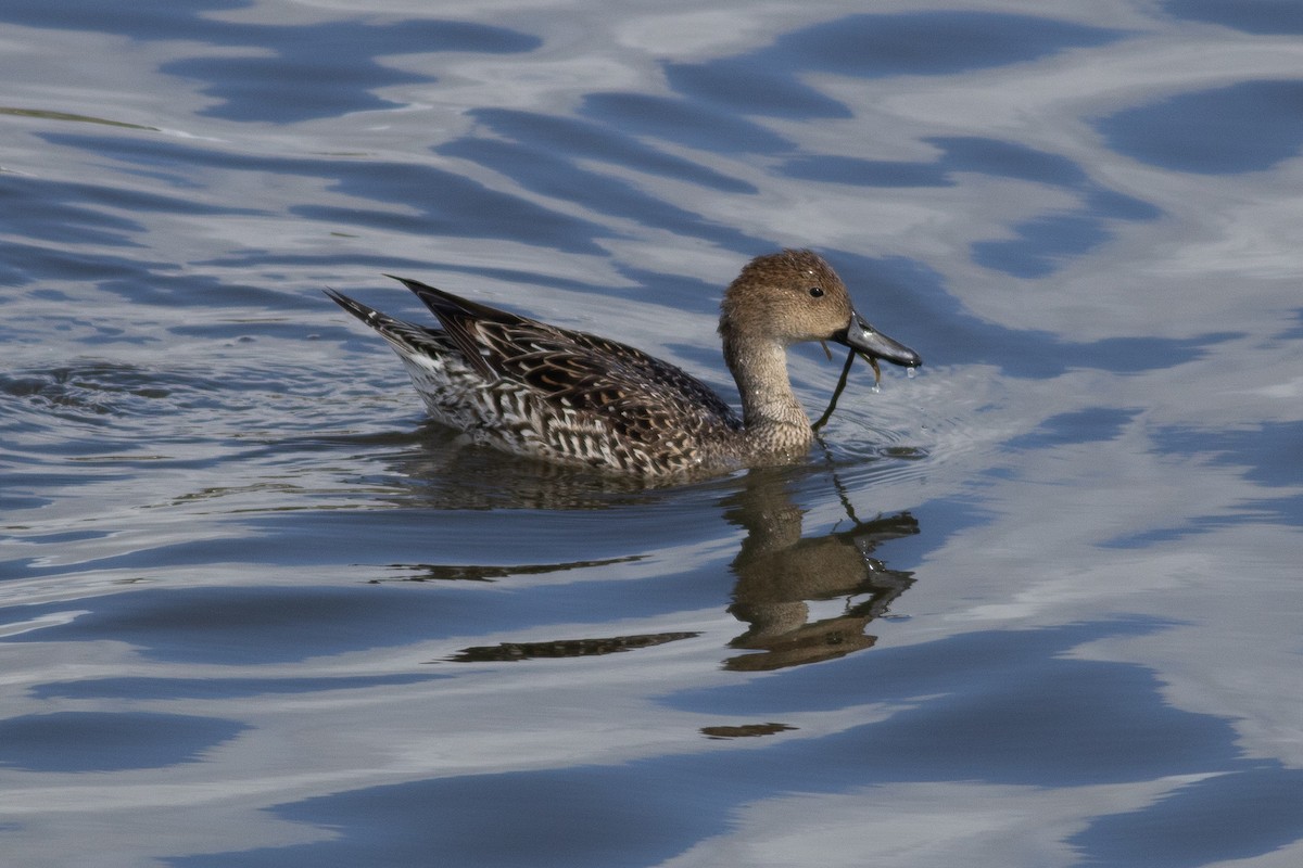 Northern Pintail - ML540651041