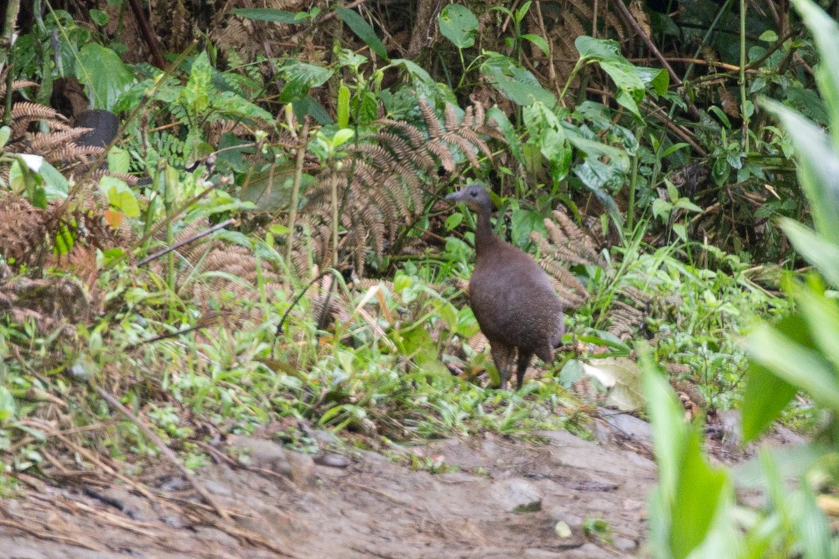 Highland Tinamou - ML54065131