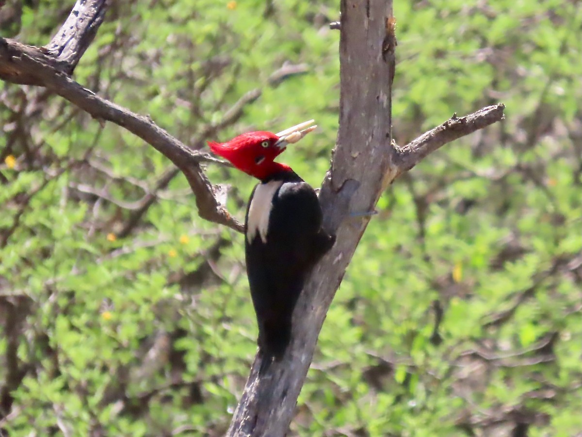 Cream-backed Woodpecker - ML540651481