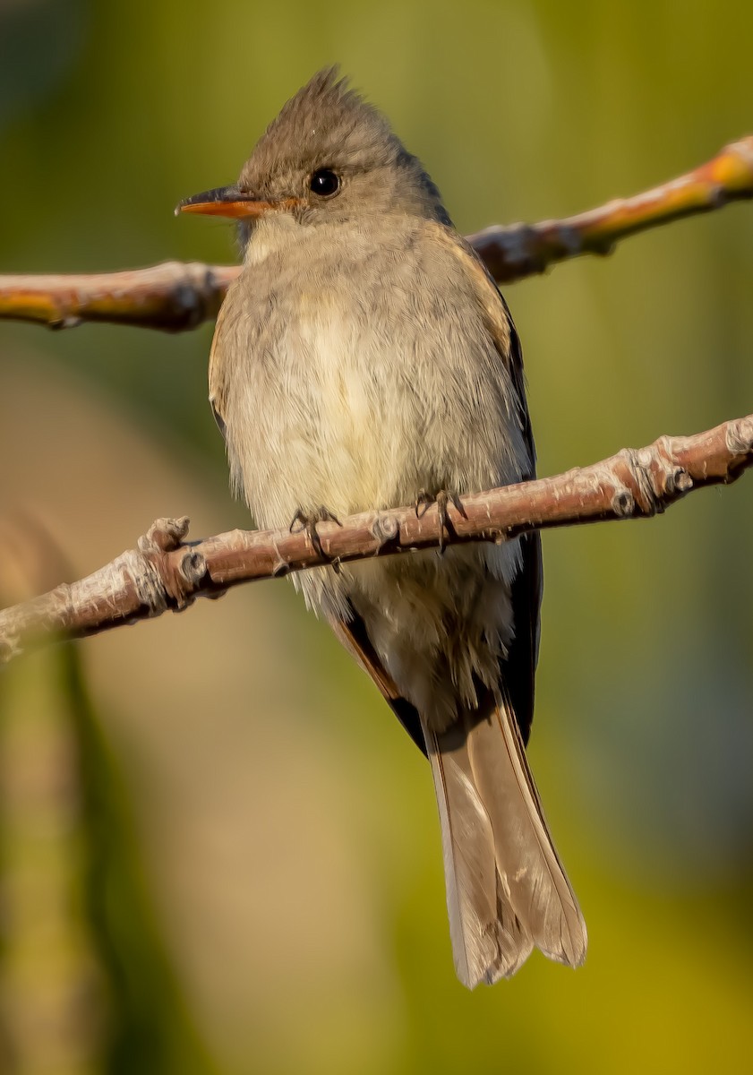 Greater Pewee - Joshua Stewart