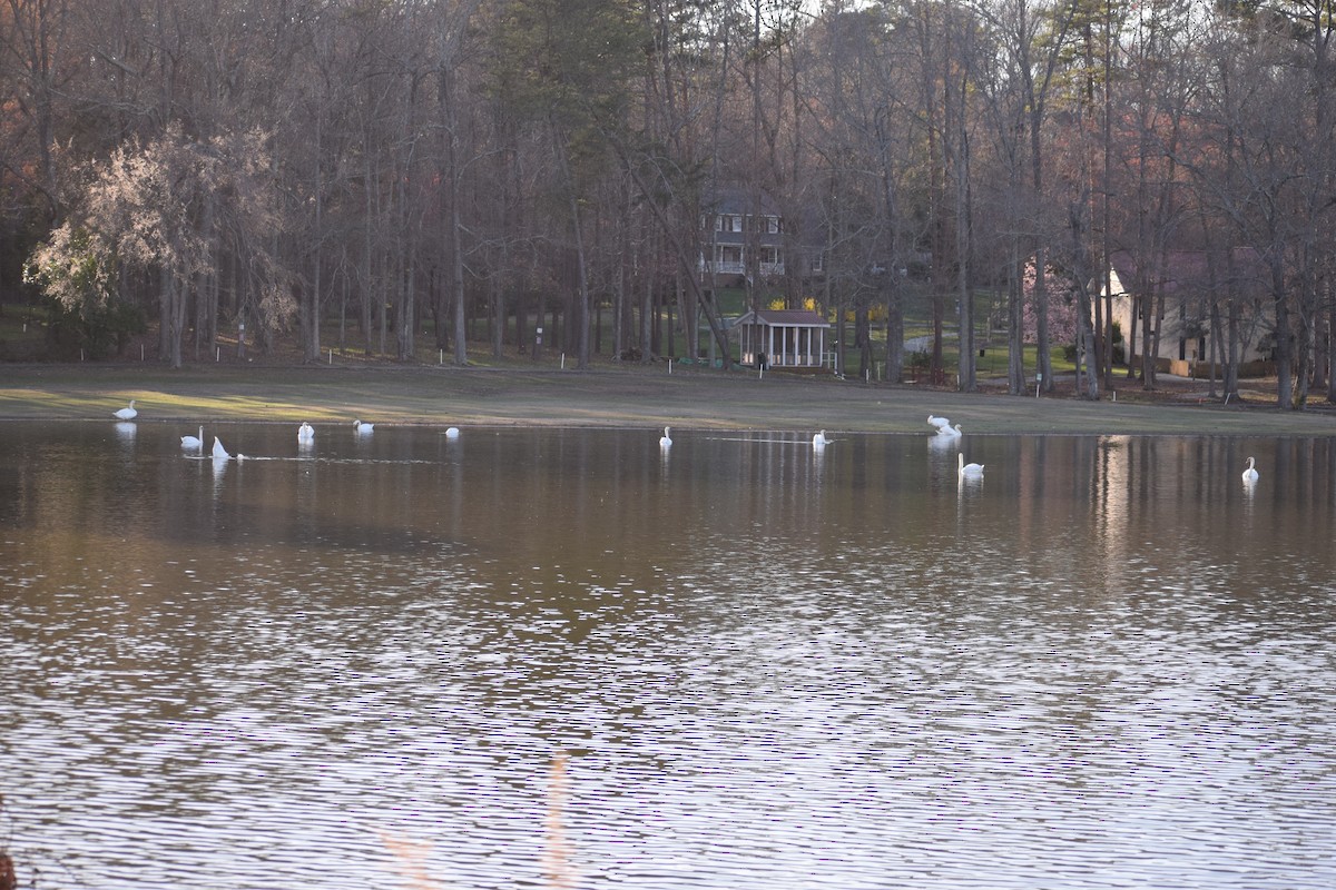 Mute Swan - ML540654551