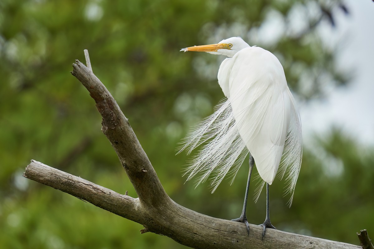 Great Egret - Grigory Heaton