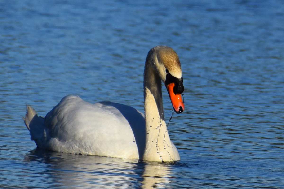 Mute Swan - Donna Wilder