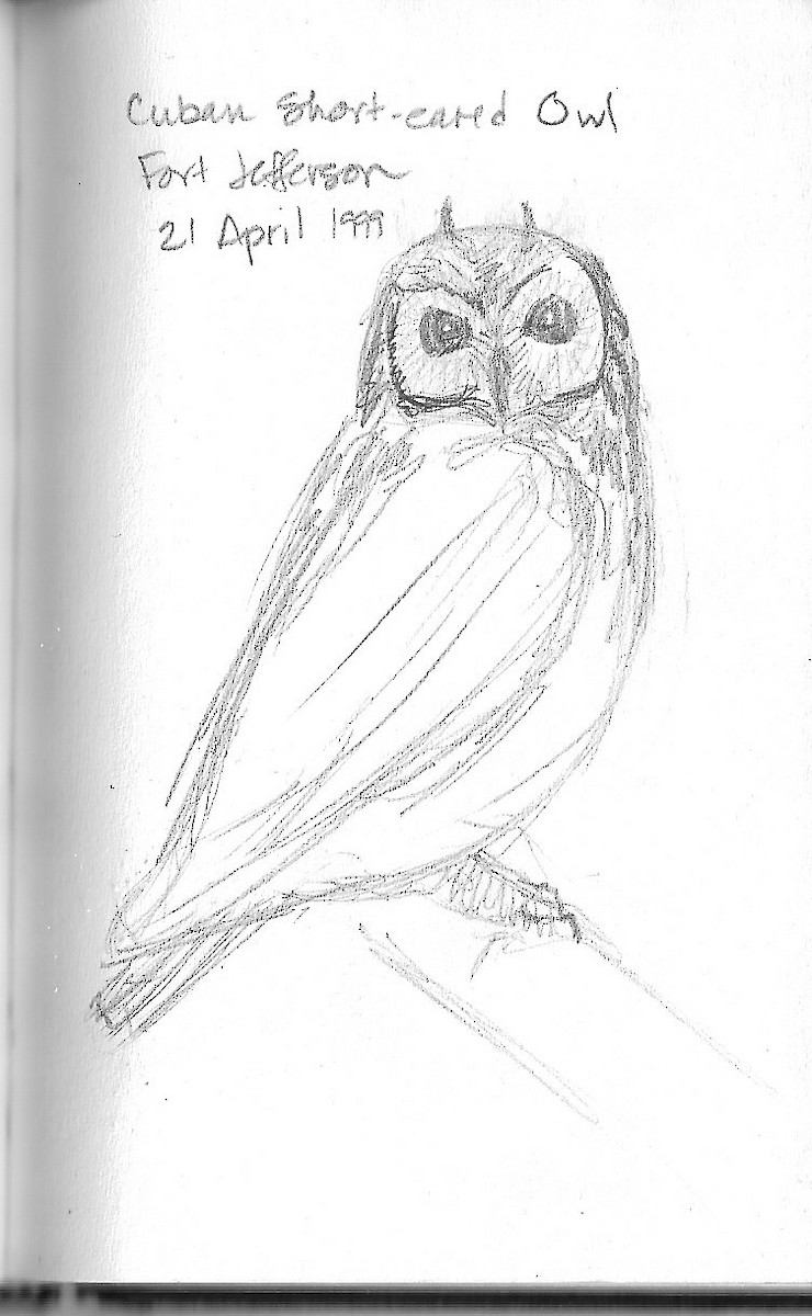Short-eared Owl (Antillean) - ML540655691