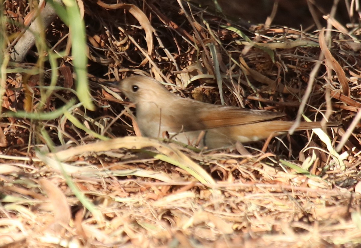 Common Nightingale - Anne Heyerly