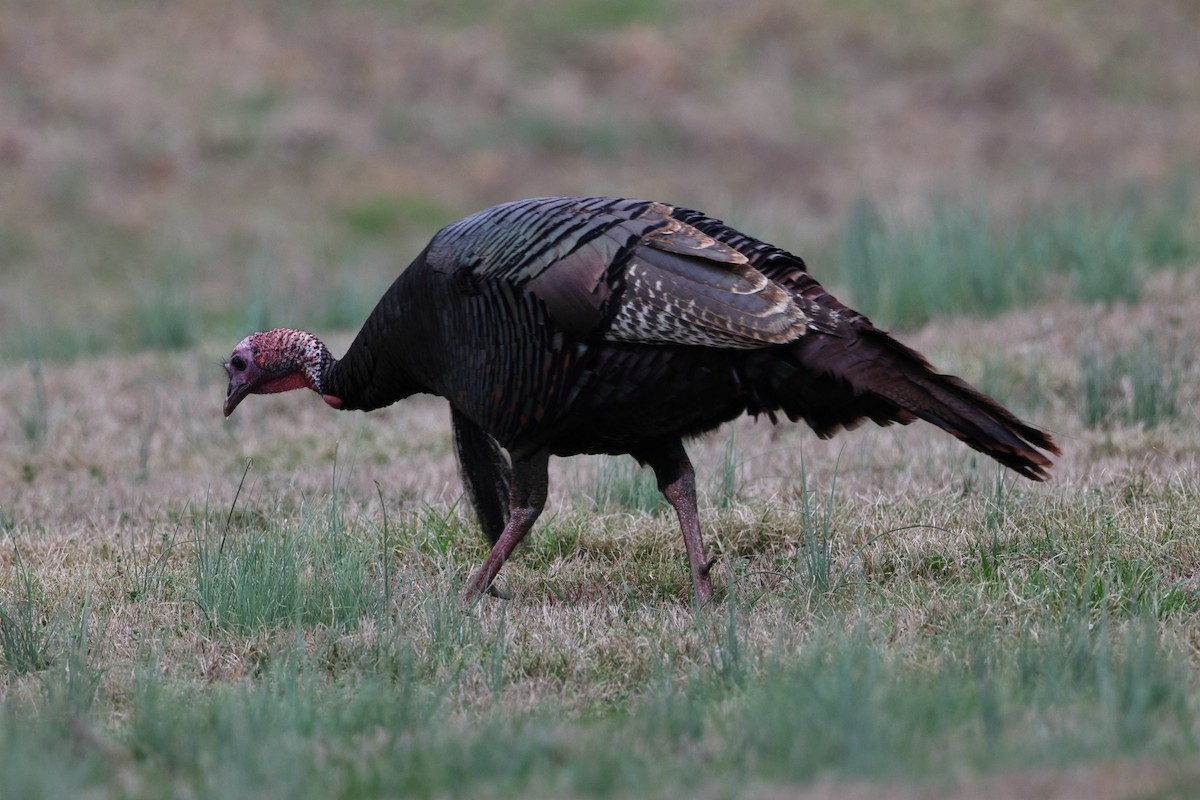 Wild Turkey - ML540656641