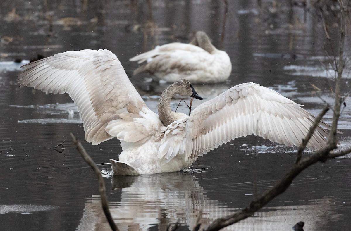 Trumpeter Swan - Jason Barcus