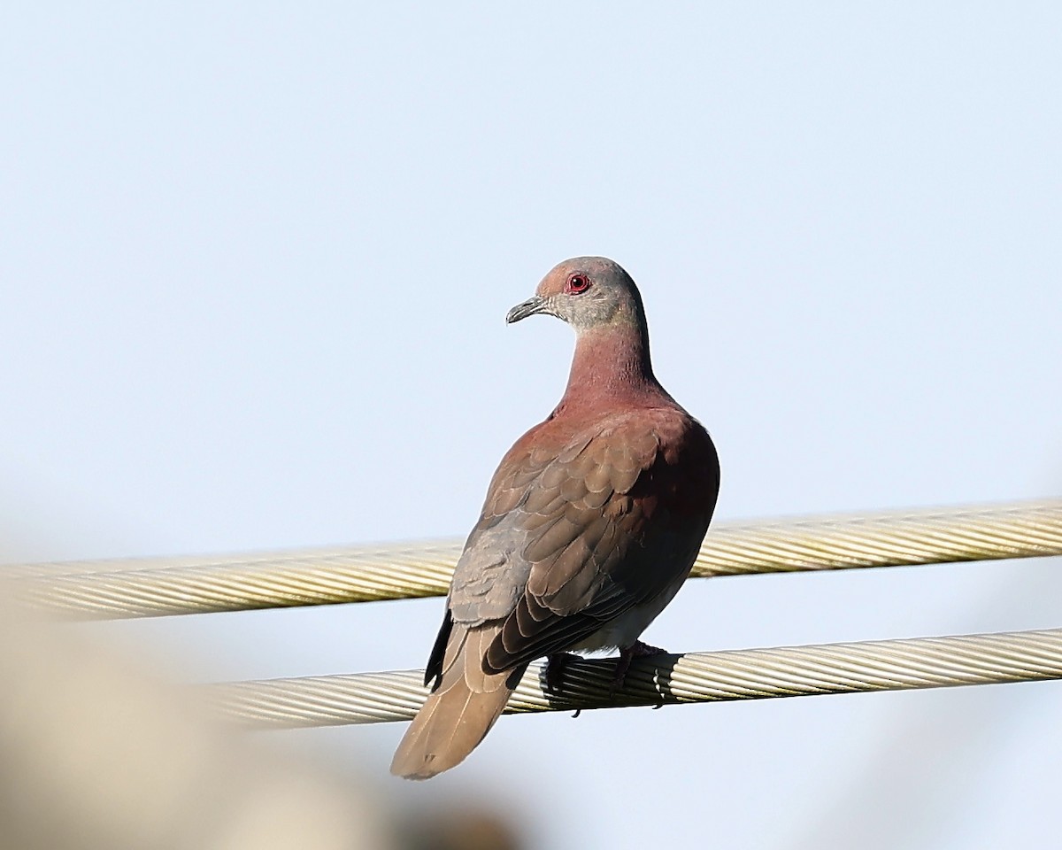 Pale-vented Pigeon - ML540657811