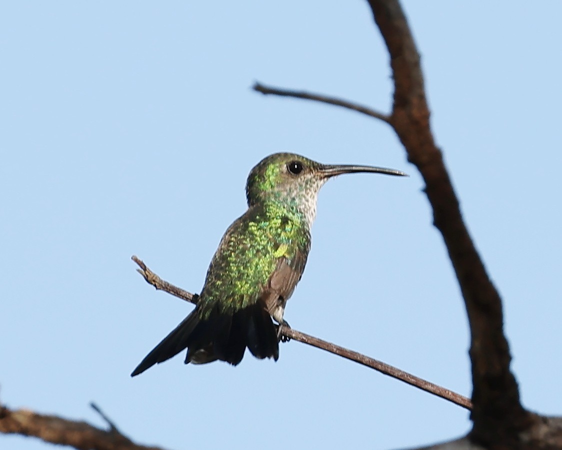 Sapphire-throated Hummingbird - ML540657951