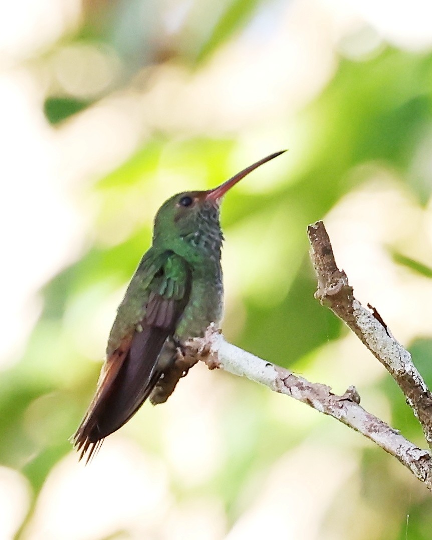 Rufous-tailed Hummingbird - ML540658051