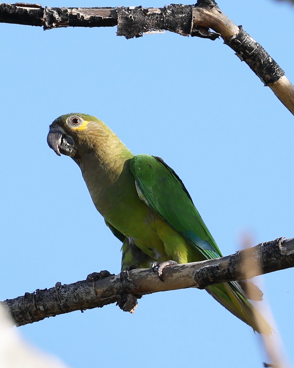 Brown-throated Parakeet - ML540658561