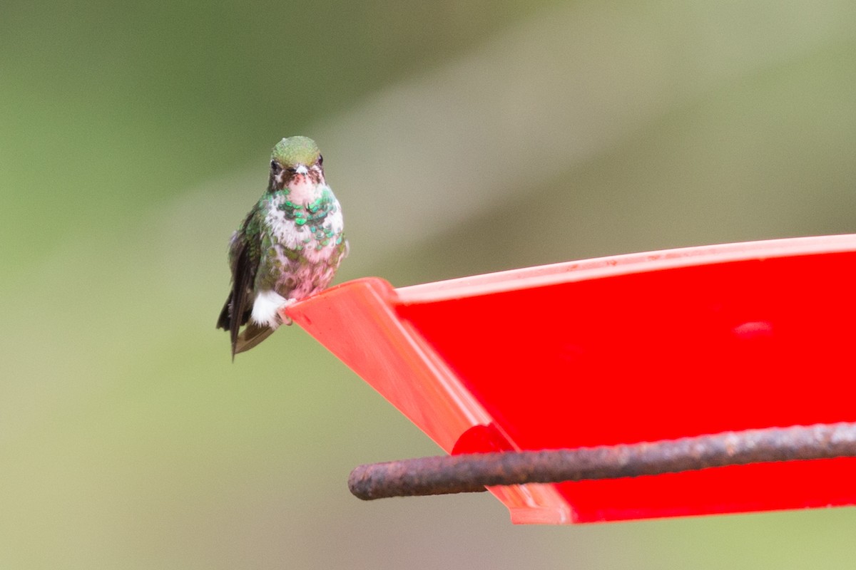 White-booted Racket-tail - Rob Felix