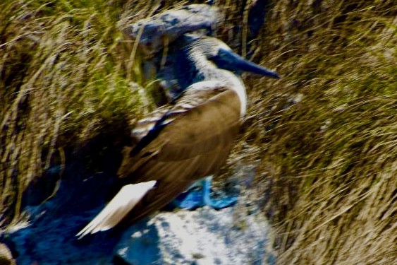 Blue-footed Booby - ML540660921