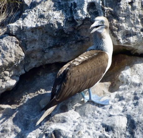 Blue-footed Booby - Silvia Scheibli