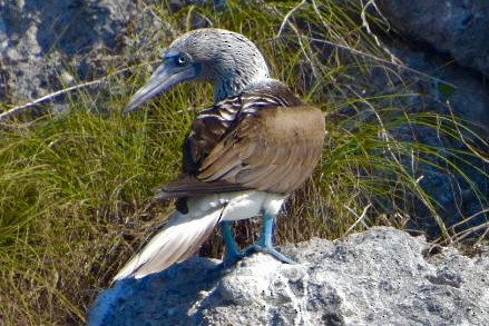 Blue-footed Booby - ML540660941