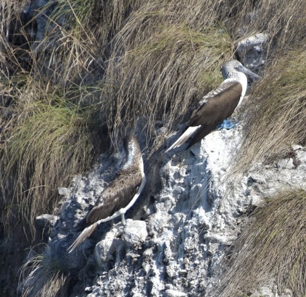 Blue-footed Booby - ML540660951