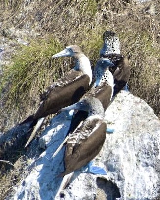 Blue-footed Booby - ML540660961