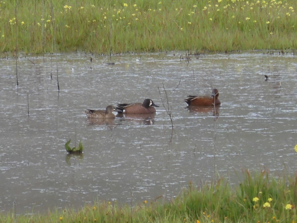 Blue-winged Teal - ML540661851
