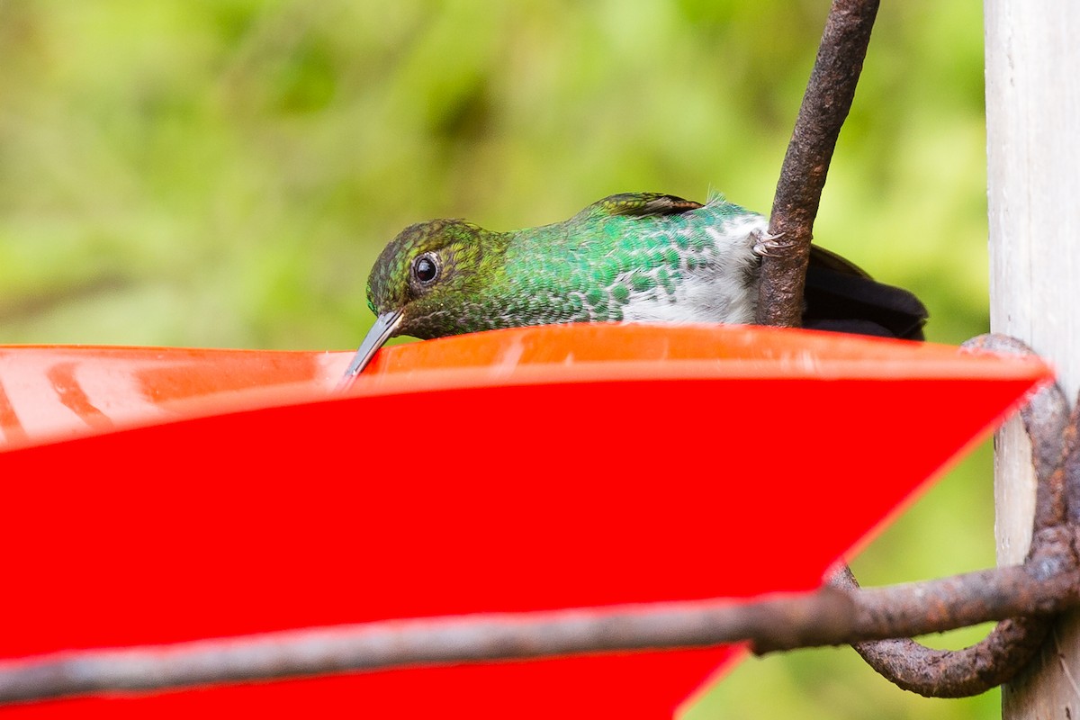 kolibřík zelenkavý - ML54066201