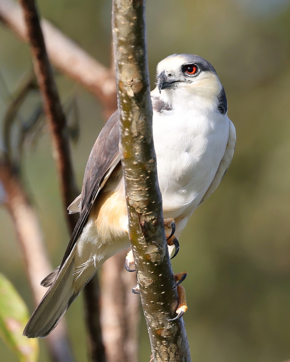 Pearl Kite - ML540662621