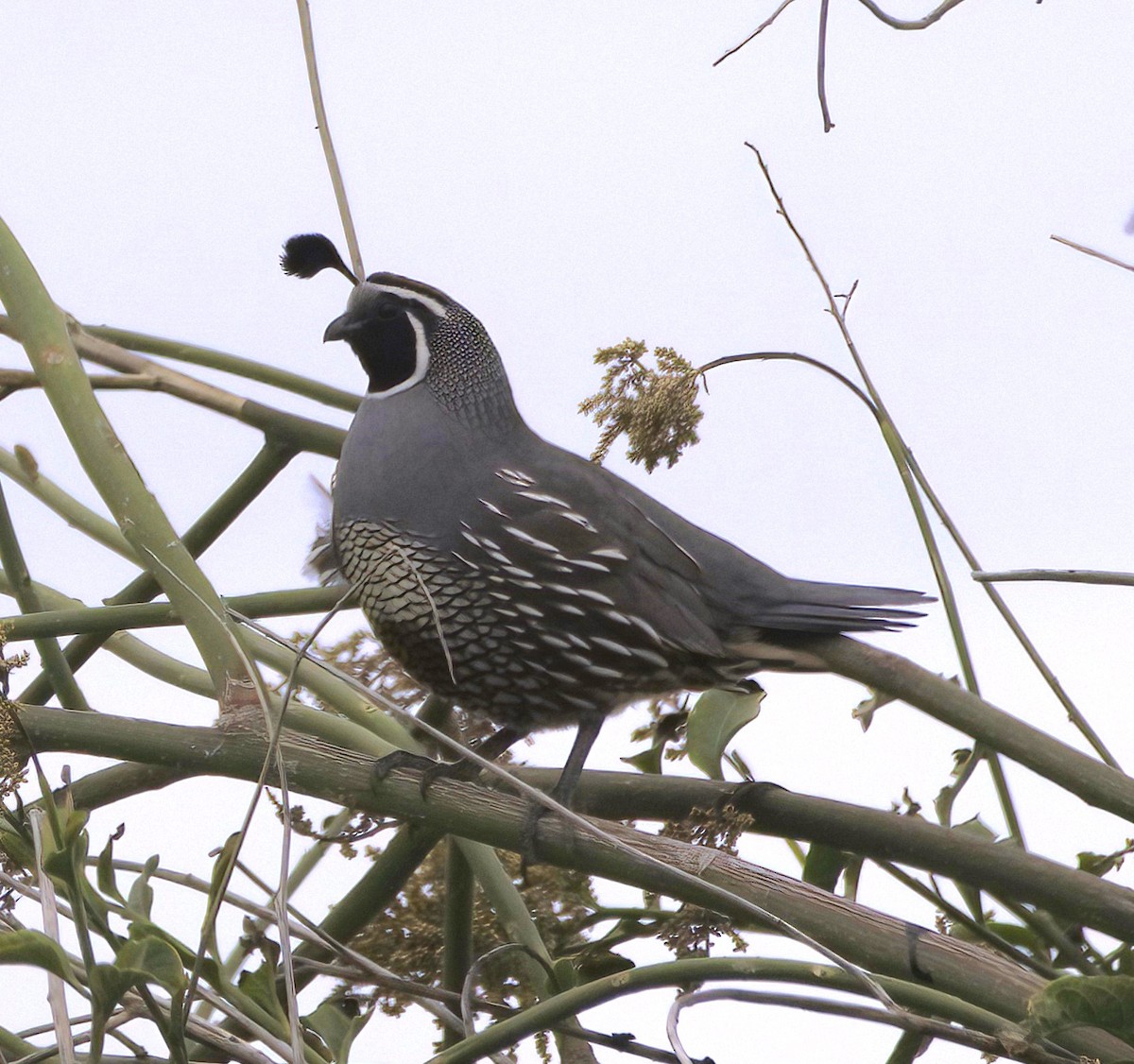 California Quail - Sue Riffe