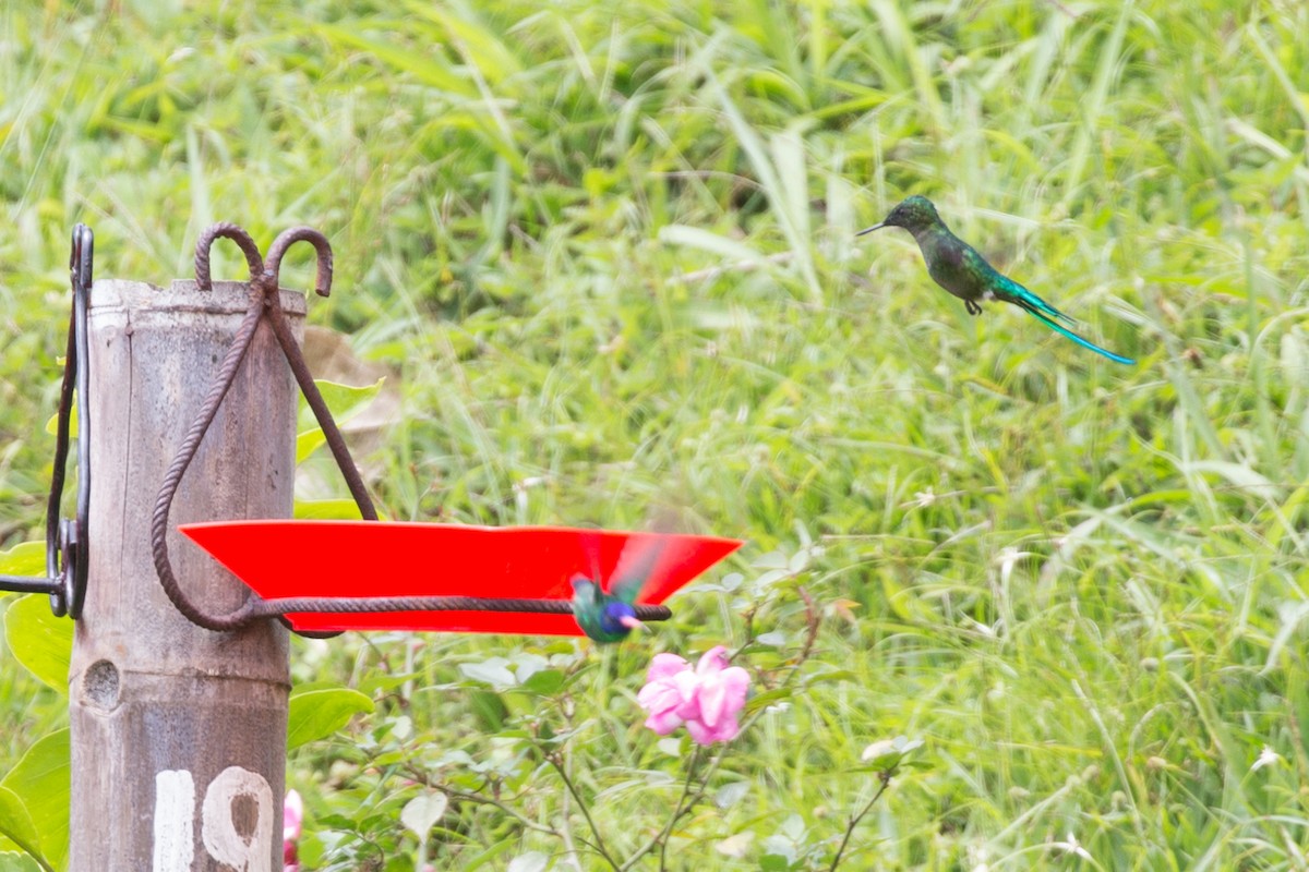 kolibřík modrohlavý - ML54066501