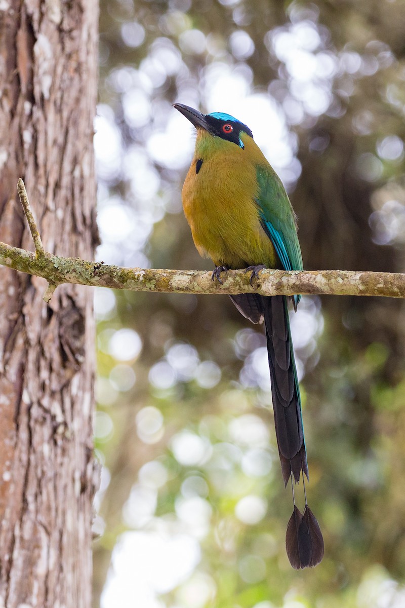 Andean Motmot - ML54066611