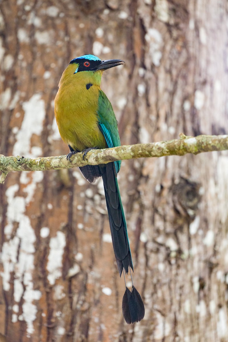 Andean Motmot - ML54066631