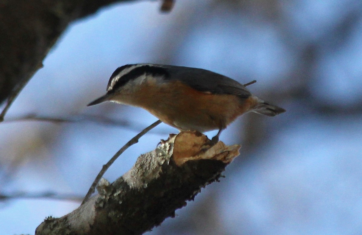 Red-breasted Nuthatch - ML540666361