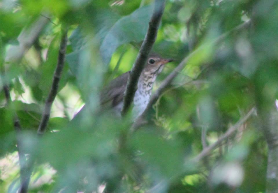 Swainson's Thrush - ML54066651