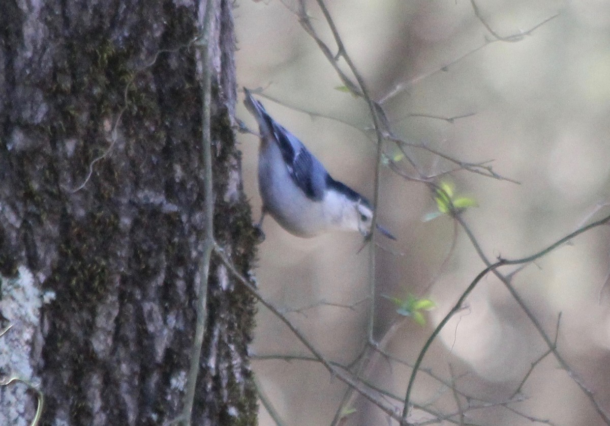 White-breasted Nuthatch - ML540666631