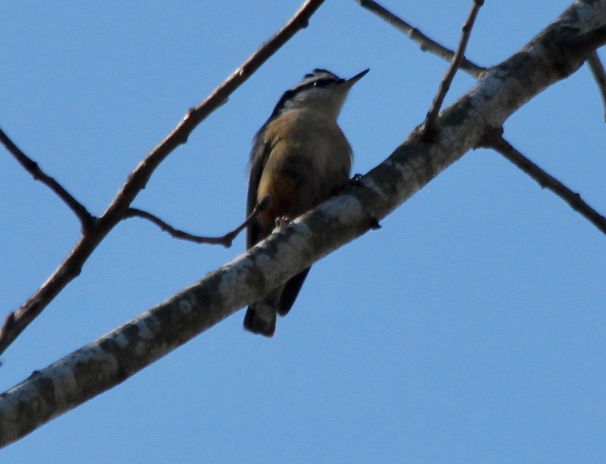 Red-breasted Nuthatch - ML540667591
